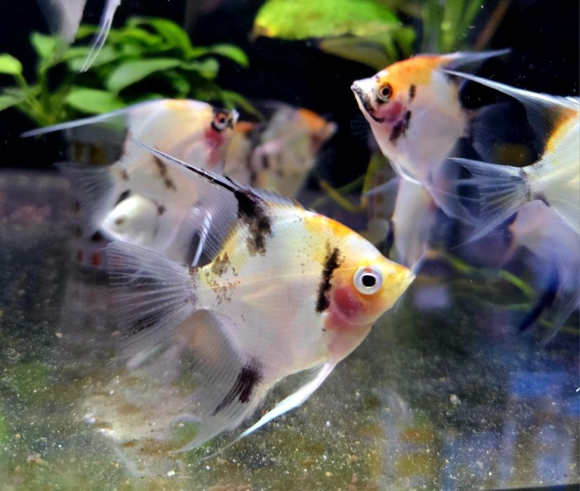 Skalar koi (wysyłamy)