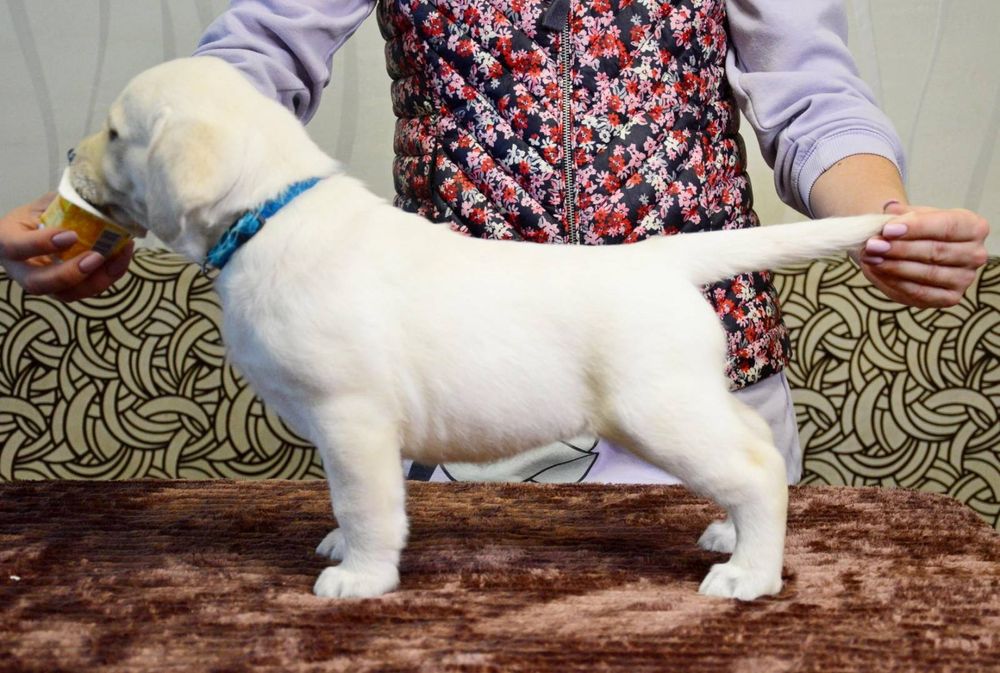 Цуценята лабрадор ретривер!