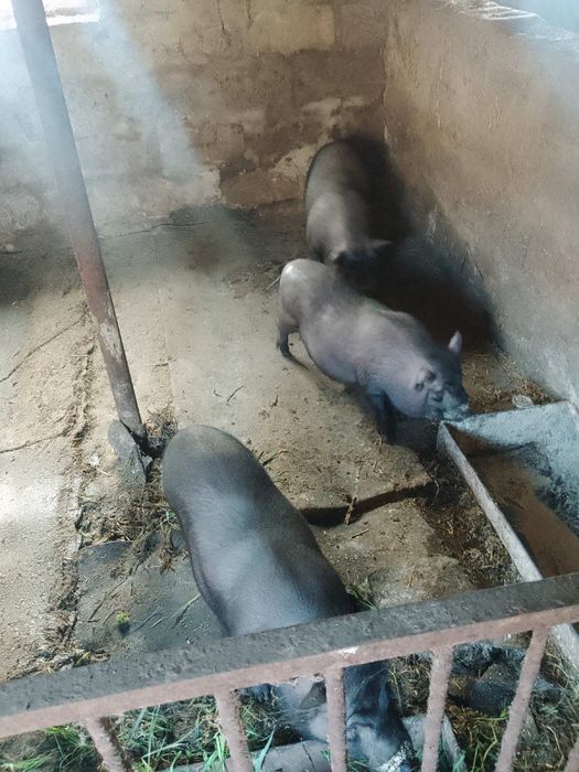 Продам свиней 60 грн за кг, вопросы по телефону