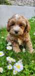 suczka maltipoo f1 maltańczk pudel toy