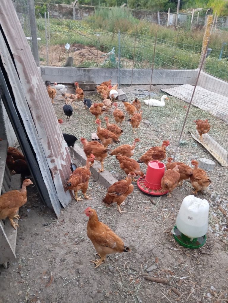 Vendo frangos caseiros