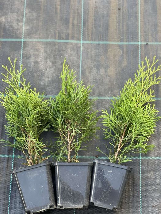 Туя Смарагд,Ялівець,ЯлинкаКоніка,Декоративні рослини