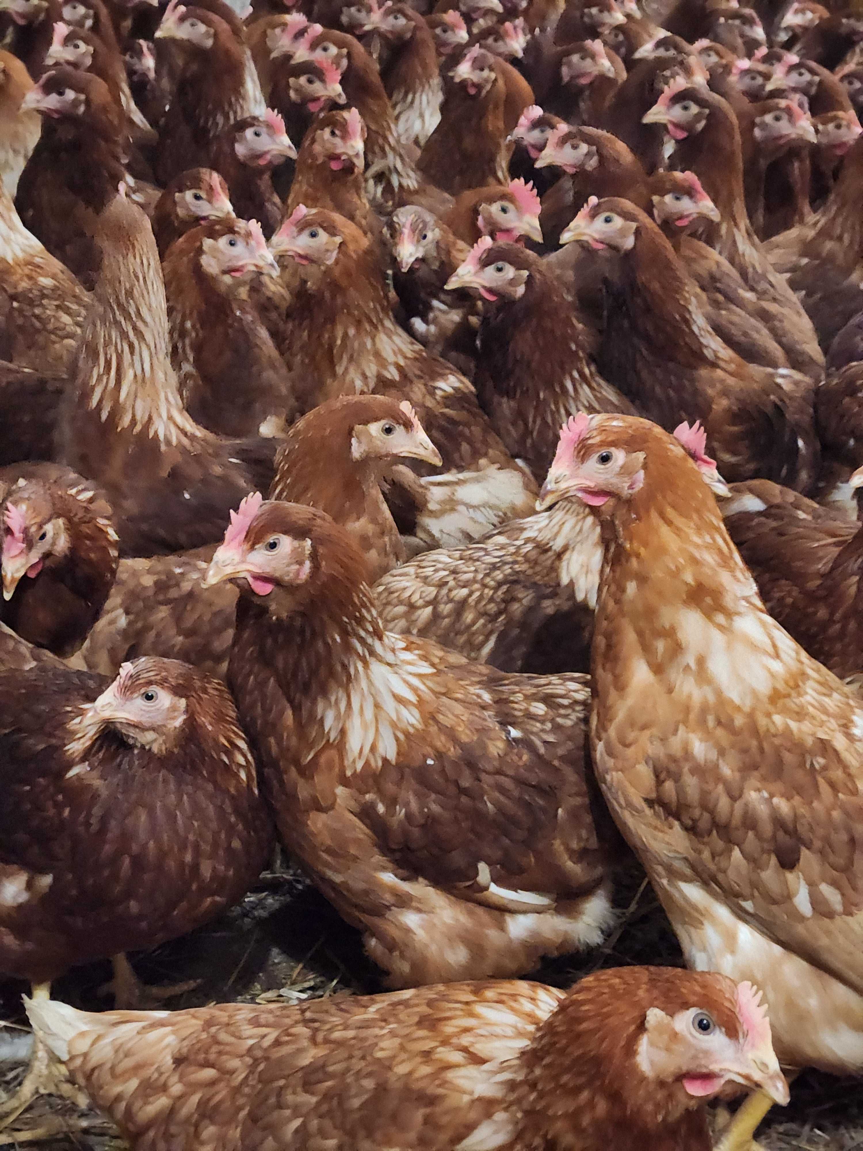 KURY z wolnego wybiegu ! NIOSKI rasy Messa Rossa Leghorn ! Dowóz !