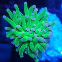 Euphyllia Cristata Hulk Green koralowiec akwarium morskie Korale.Pro