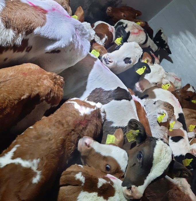 Byczki mięsne cielęta