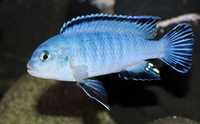 GB MALAWI Pyszczak niebieski (Pseudotropheus socolofi) - dowóz ryb!