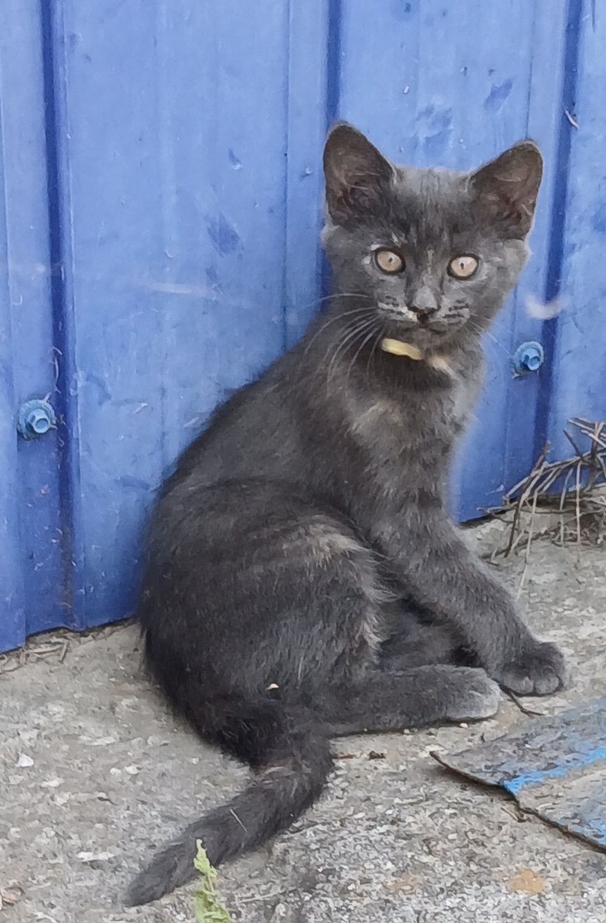 Кошенята в добрі руки