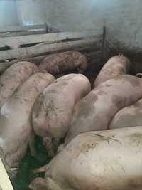 Продам свині петрени