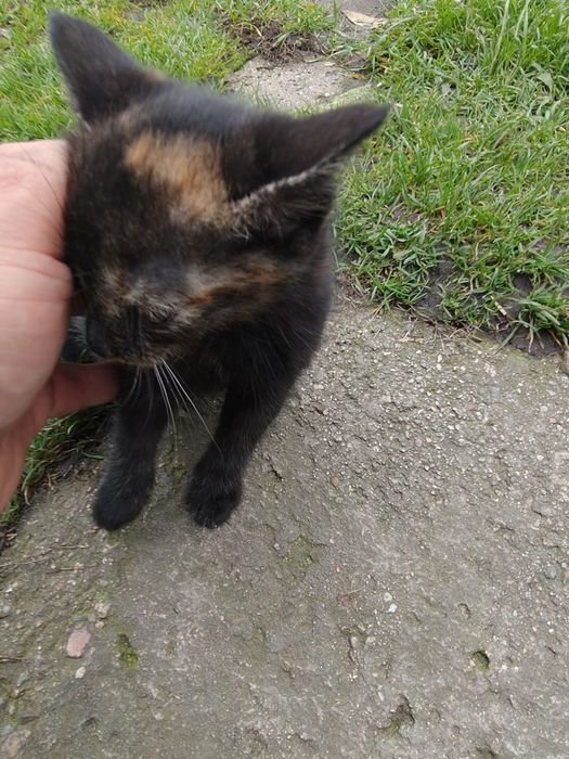 Oddam  Kotki za darmo