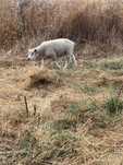 Macho texel/ille de france