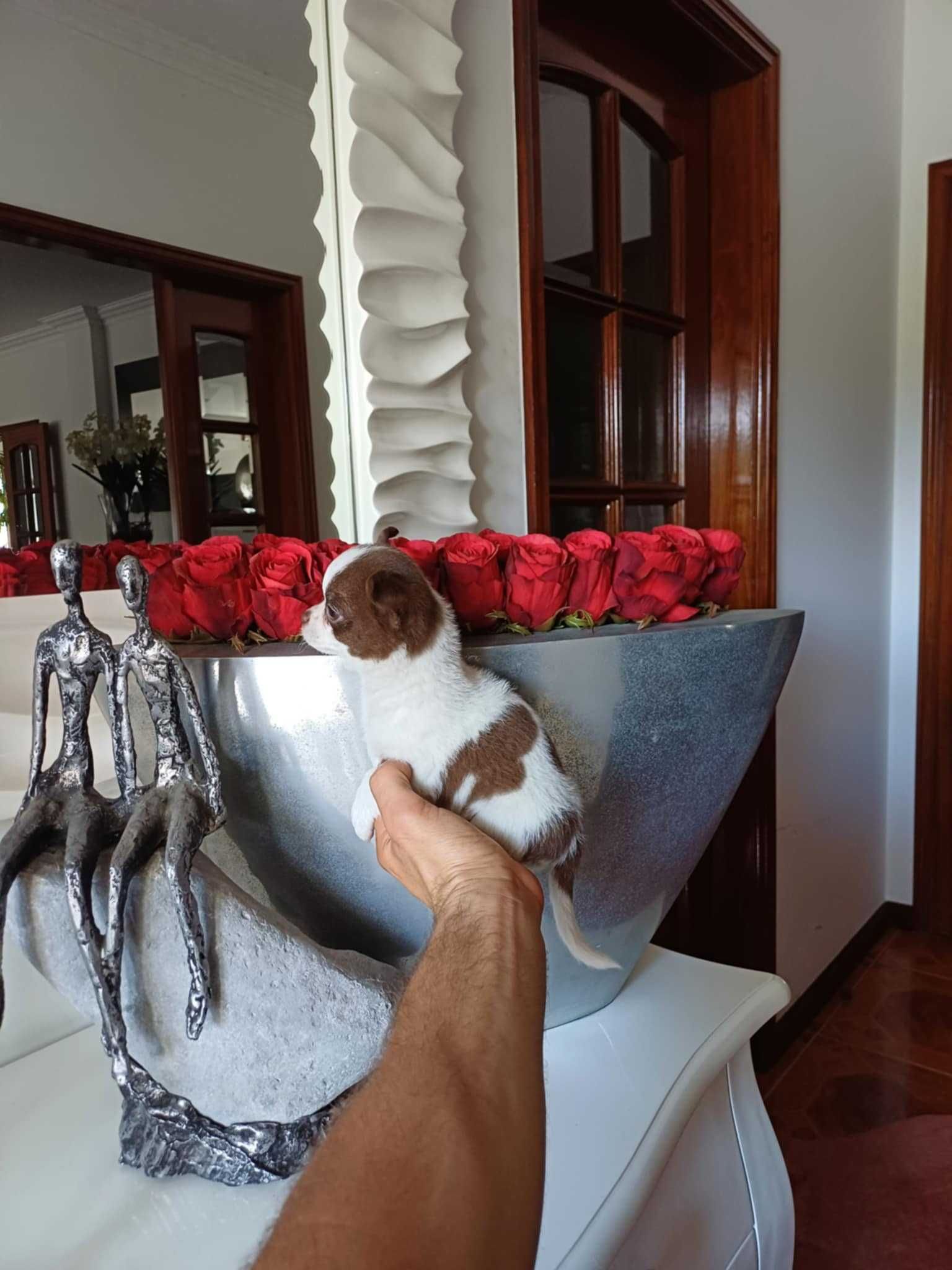 Chihuahua Superminiatura FEMEA BRANCA E CHOCOLATE   com LOP E AFIXO