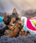 Yorkshire Terrier - York ZKwP FCI