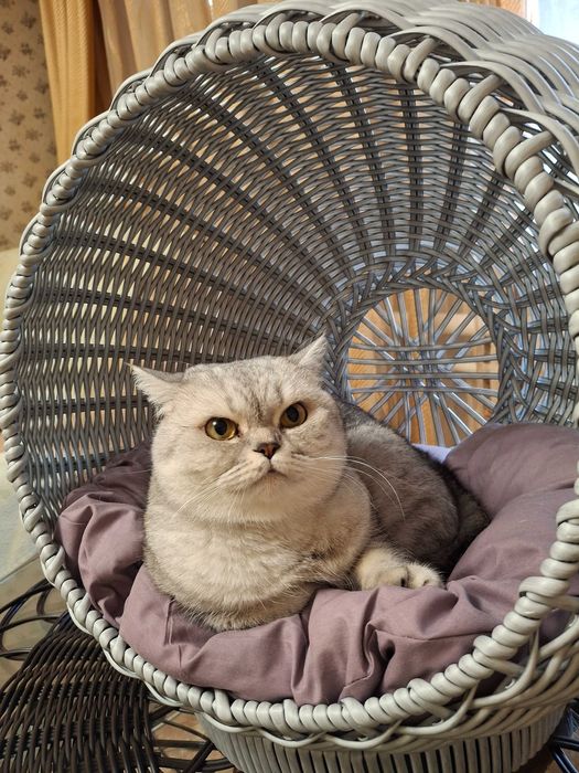 Лежанка, котобудинок для ваших улюбленців.