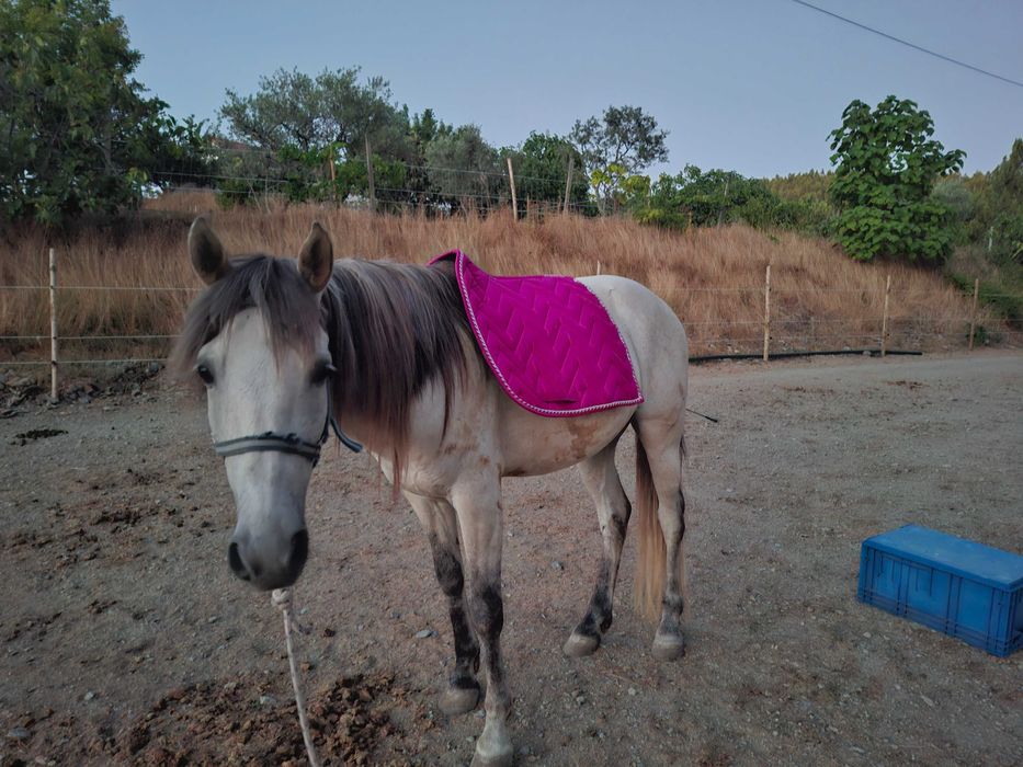 Cruzada lusitano/sorraia para venda ou troco