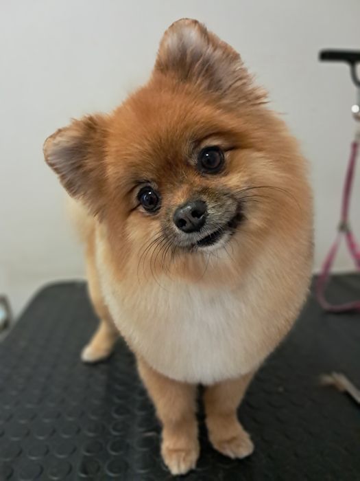 Професійний грумінг. Майстер з досвідом.