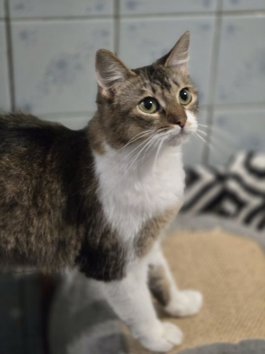 Кошечке нужен дом