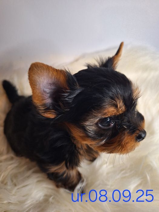 York przeuroczy piesek