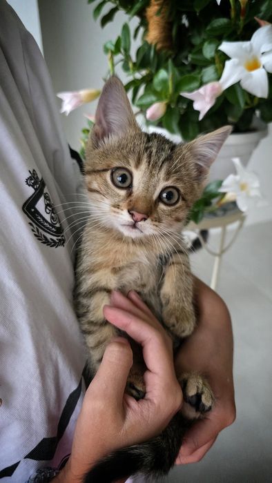 Отдам котенка , мальчик, бесплатно