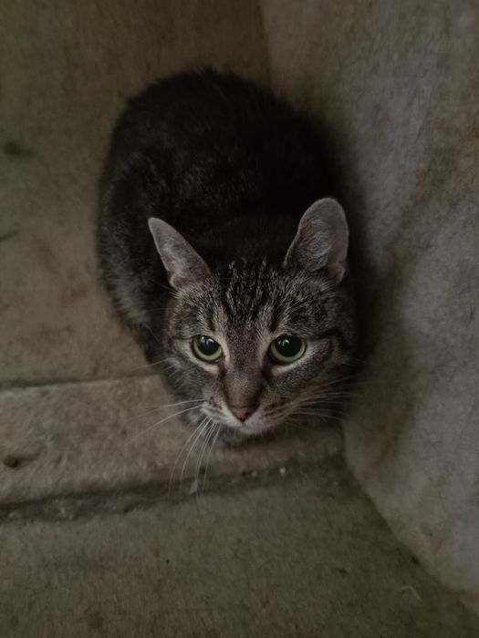 Dyzia rozgląda się za domkiem