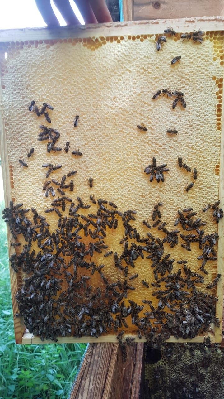 Бджолопакети , відводки карніка