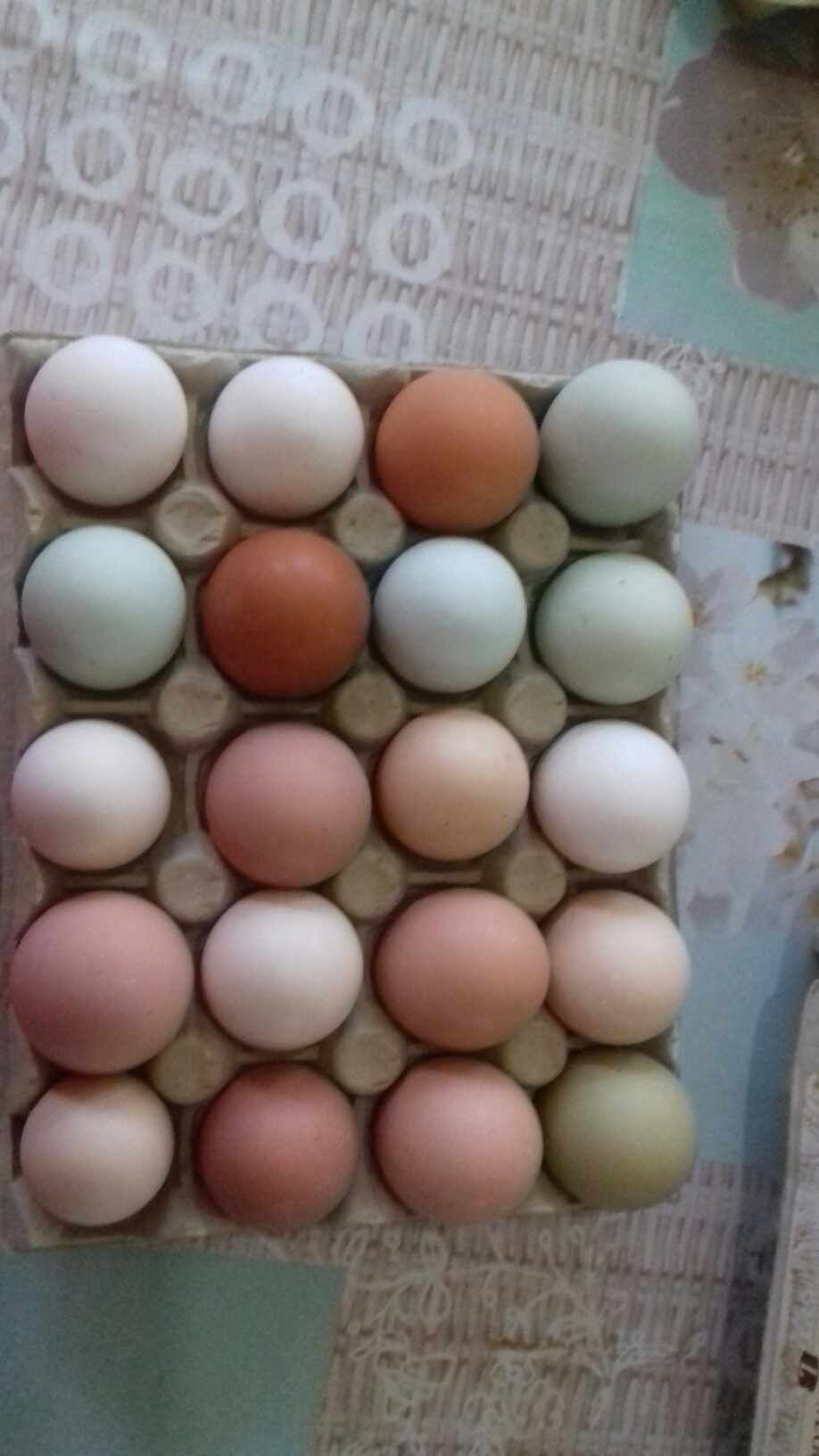 Sprzedam kurczaki klute z kolorowych jaj