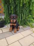 Oddam pieski terrier niemiecki