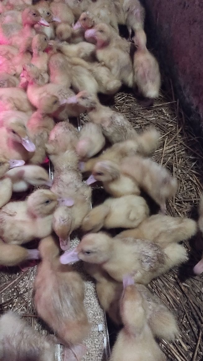 Kaczki Pekin Maksimus mięsna