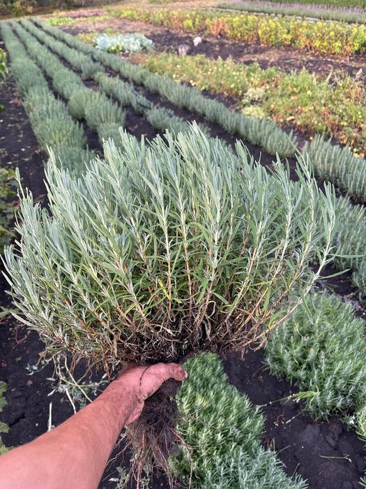 Продам Саджанці Плодових Дерев:Груши,Яблуні,Черешні,Вишні,Сливки.