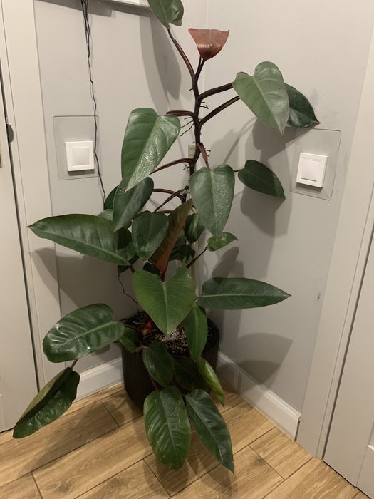 Філодендрон вис 1 ,60