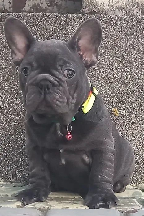 Дівчинка француз, колір голубий