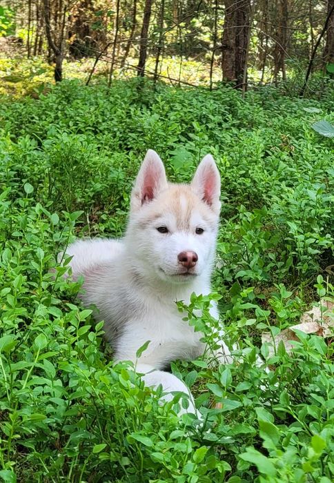 Siberian Husky szczenięta ZKwP/ FCI, szczeniak husky, szczeniaki husky