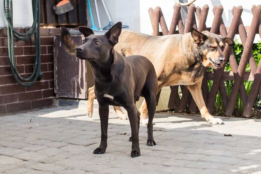 Toto 2 letni piesek z Radys do adopcji