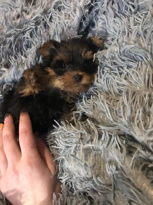 Цуценята йоркширского терьера з родовідом