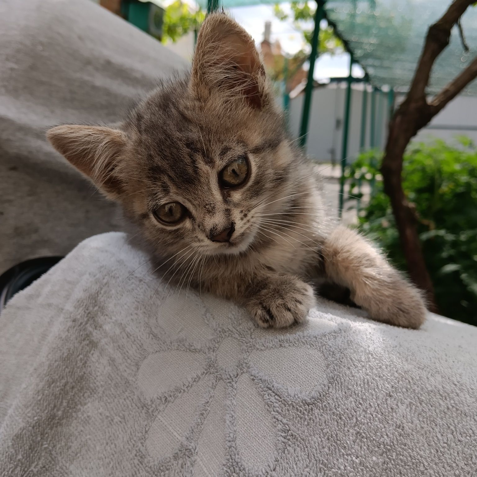 Котенок мальчики