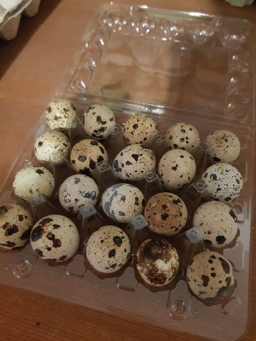 Jajka jajeczka przepiórcze