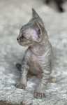Devon rex kocurek rodowód WCF