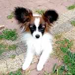 Papillon, Spaniel Miniaturowy Kontynentalny piesek sobolowy ZKwP FCI