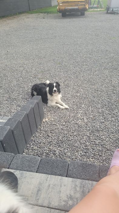 5 letni samiec border collie wykastrowany