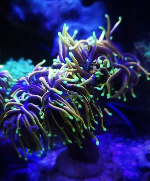 Euphyllia Glabrescens Dragon Soul