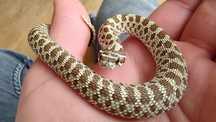 Heterodon zachodni classic