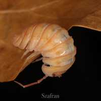 Armadillidium pallasi orange /Isopody/Równonogi