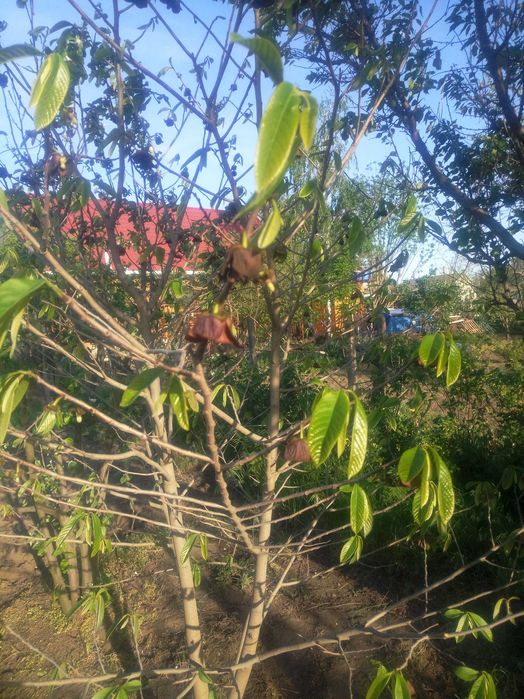 Азимина, банановое дерево, семена