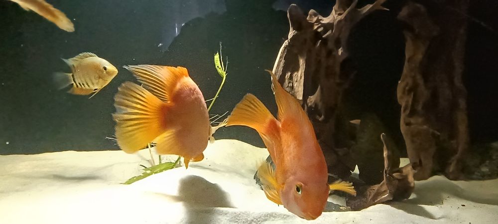 Casal de Peixe Papagaio