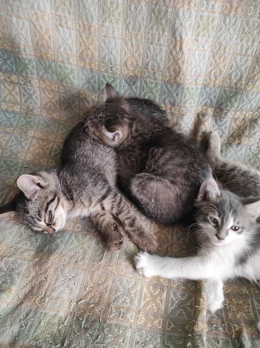 Котятки 7 недель