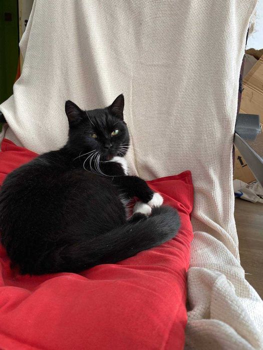 Znaleziono kotkę - Wrzeszcz