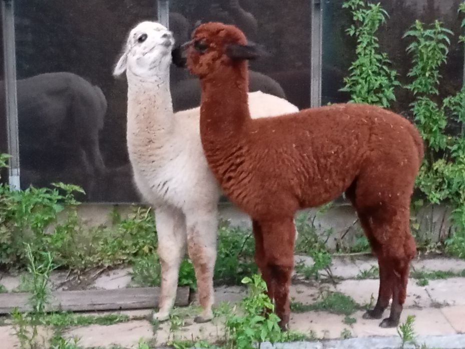 Młode Alpaki rezerwacja samczyk alpaka  piękny słodziak huacaya