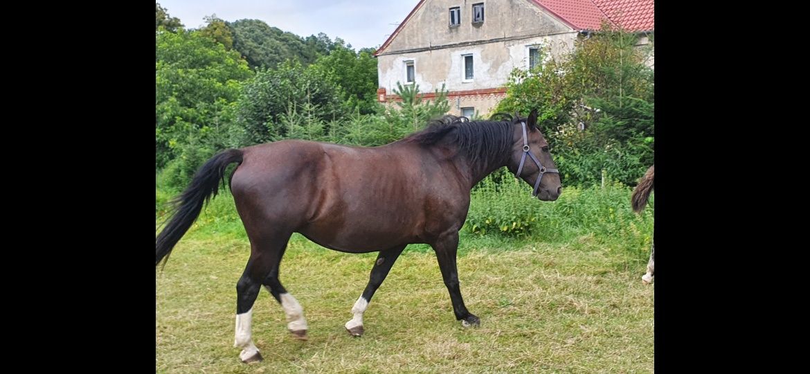 Sprzedam klacz rasy Śląskiej