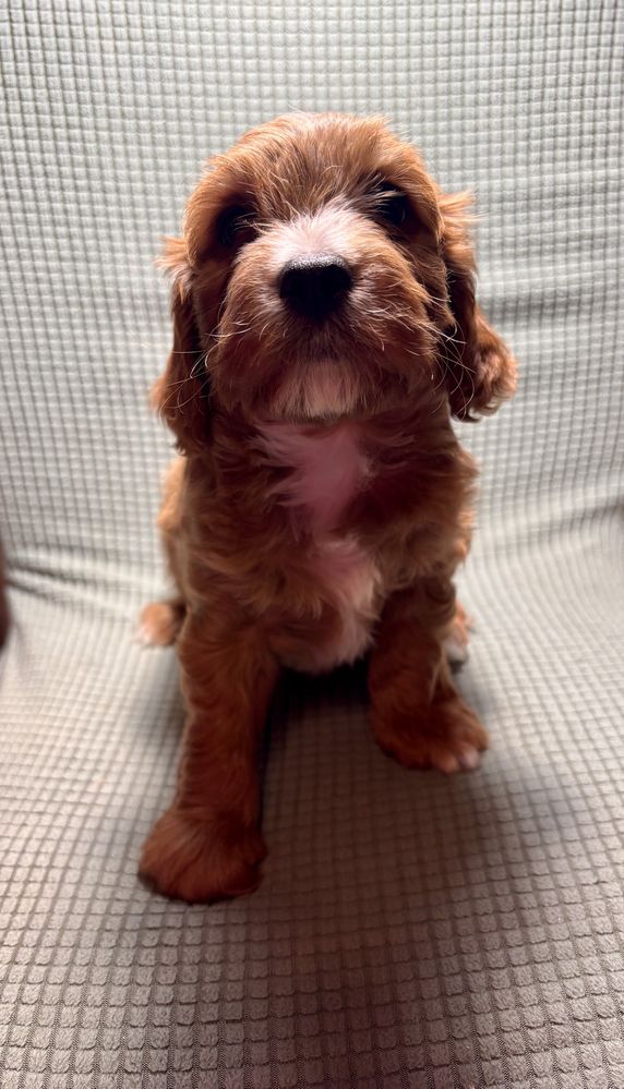 Cavaapoo, cavapoo pudelek