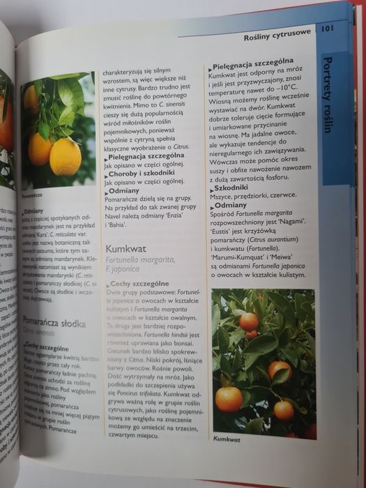 Rośliny w pojemnikach - Engelbert Kötter