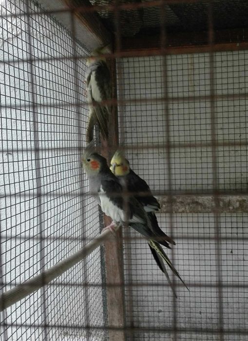 Caturras jovens + casal cada